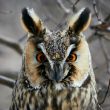 Screech-owl portrait.