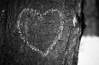 Heart drawn on tree trunk