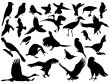 vector silhouettes of birds