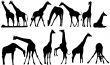 vector silhouettes of giraffe