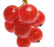Redcurrant.
