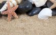 Nice sea shells on the sandy beach taken closeup