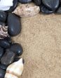 Nice sea shells on the sandy beach taken closeup, Shell border or frame