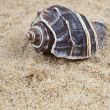 Nice sea shells on the sandy beach taken closeup