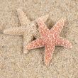 starfish in the beach sand - copy space