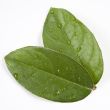 Green leaves with water droplets, Taken Closeup and isolated on white background