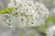 A branch of the cherry blossoms