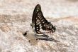butterflies