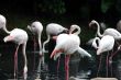 Flamingos