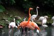 Flamingos