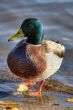 wild duck