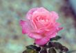 pink rose