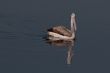 Spot Billed Pelican