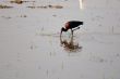 Glossy Ibis
