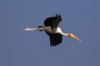 Painted Stork