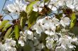 in blossom