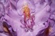 bloom of the rhododendron