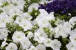 blossoming flowers