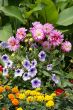 blossoming flowers