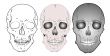 vector various skulls