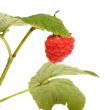 Raspberry-cane.