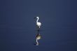 Egret