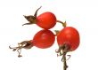 Dogrose berry.