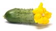 Cucumber.