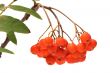Ashberry.
