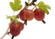Gooseberries.