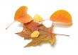 Leaves.