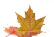 Leaves.