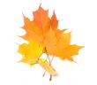 Maple leaves.