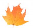 Maple leaf.