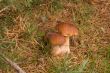 Three ceps.