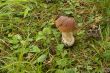 Mushroom.
