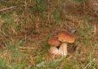 Two ceps.