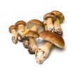 Mushroom.