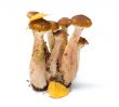 Honey agaric.