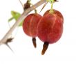 Gooseberries.
