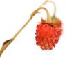 Strawberries.