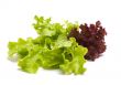 Lettuce.