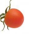 Tomato.