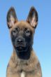 puppy malinois