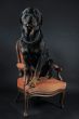 rottweiler on an armchair