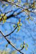 branches of spring wood