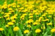field of dandelions