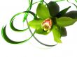 Blooming orchid Cymbidium Sessa Green Beauty