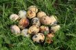 Quail eggs in the grass