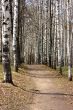 Path in a birchwood